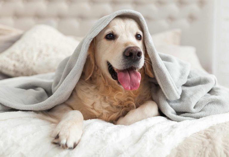 Golden retriever dog comfortably nestled in a bed, covered with a reused bed sheet, representing Big Tree and Beyond Sleep's Old Bed Sheets Reuse Scheme 2023 initiative